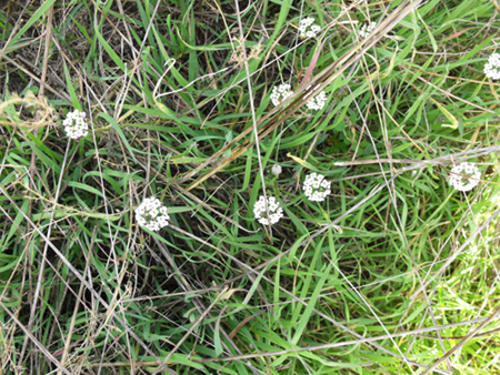 Lobularia maritima